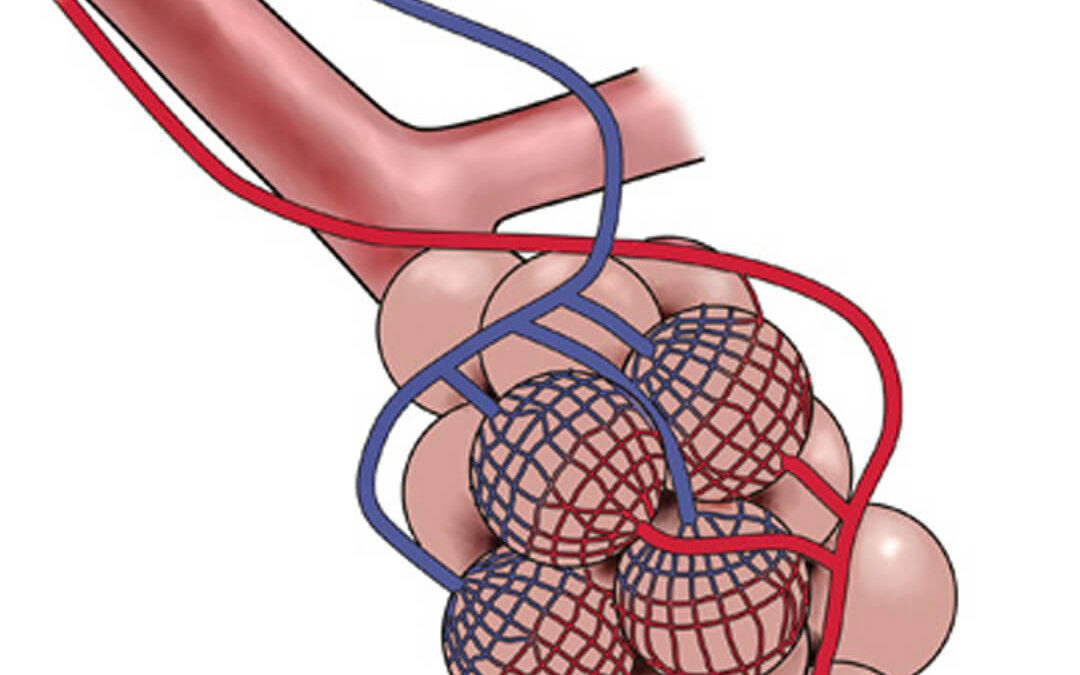 Educational, Alveoli