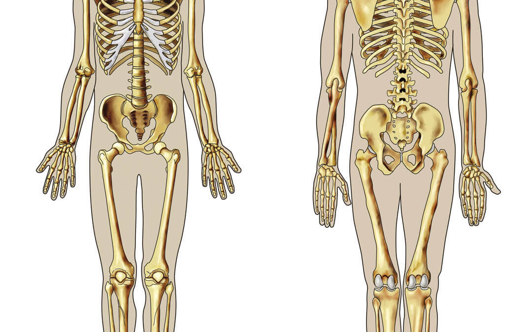 Educational, Bones of Skeleton, digital