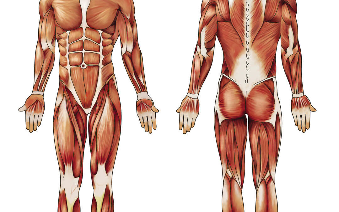 Educational, Muscular System, Digital