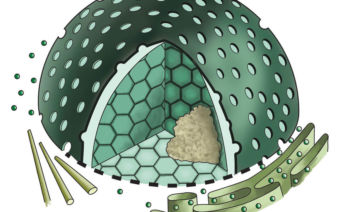 Educational, Nucleus and Endoplasmic Reticulum, digital