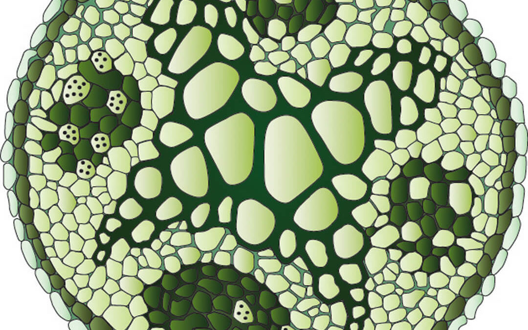 Educational, Xylem & Phloem, digital