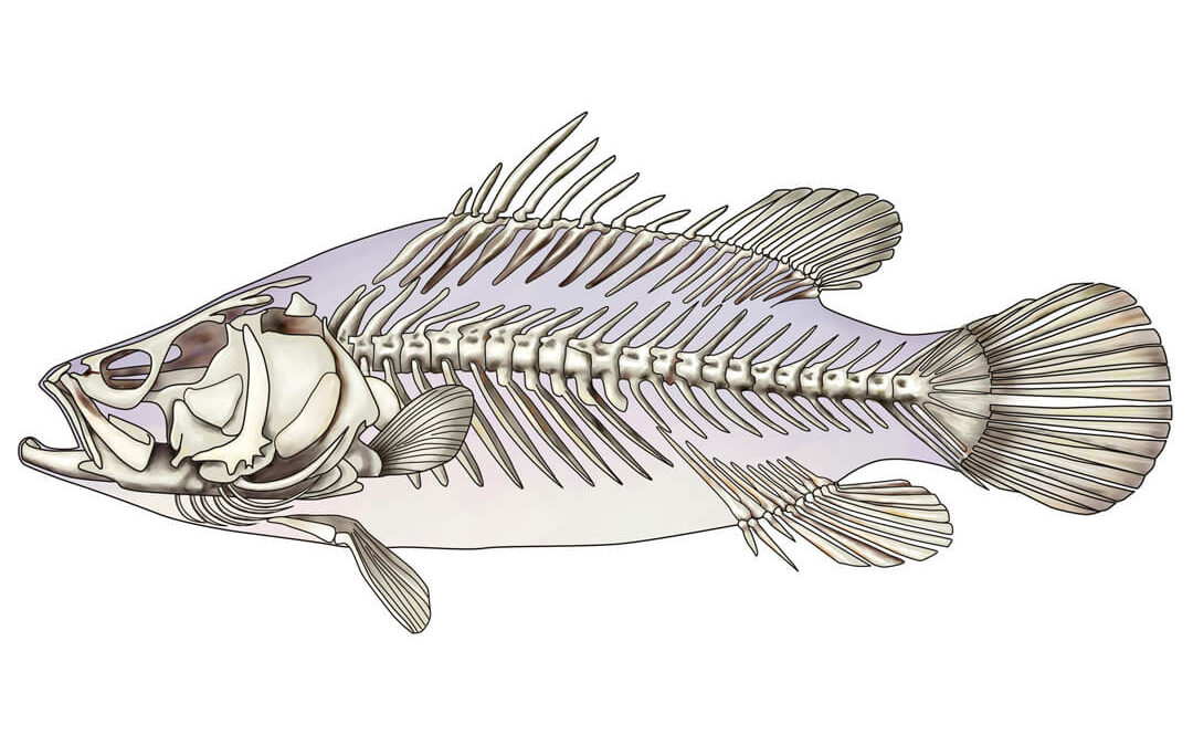 Educational, fish skeleton, digital