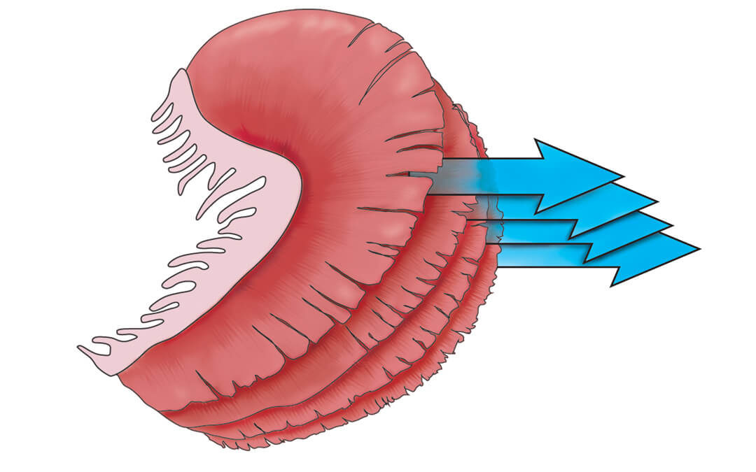 Educational, the working of fish gills, digital