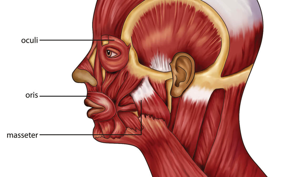 Educational, Muscles of the head, digital